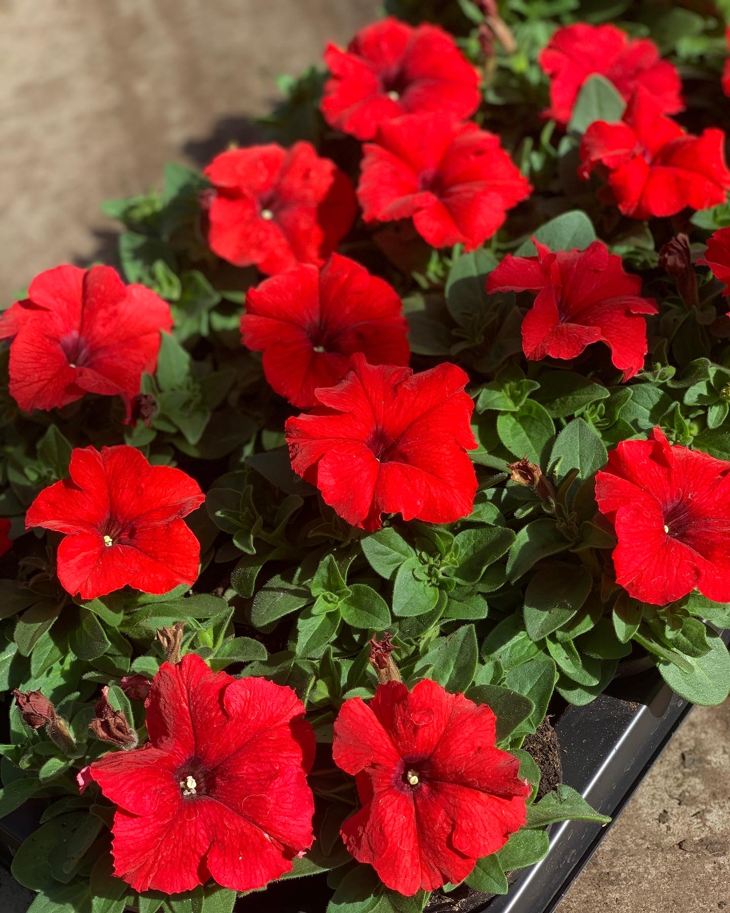 Petunia - Image 3