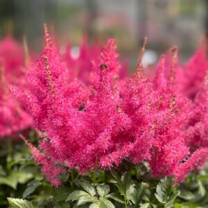 Astilbe - Spirea