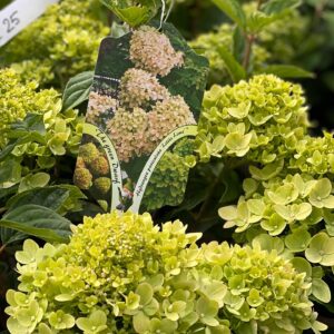 Hydrangea Paniculata 'Little Lime'