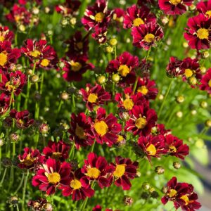 Coreopsis Lil Bang Red Elf