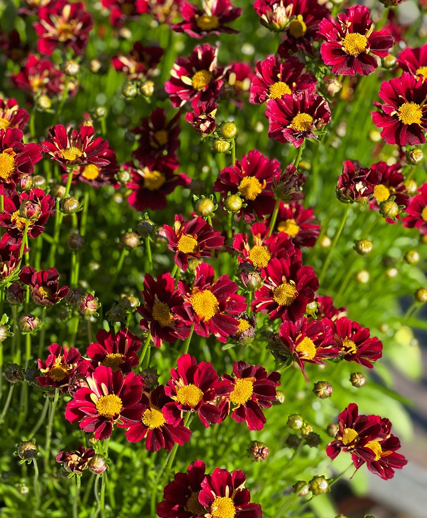 Coreopsis Lil Bang Red Elf