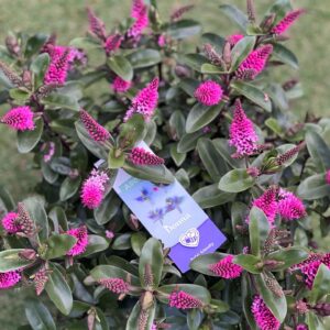 Hebe Addenda - Struikveronica pot 17
