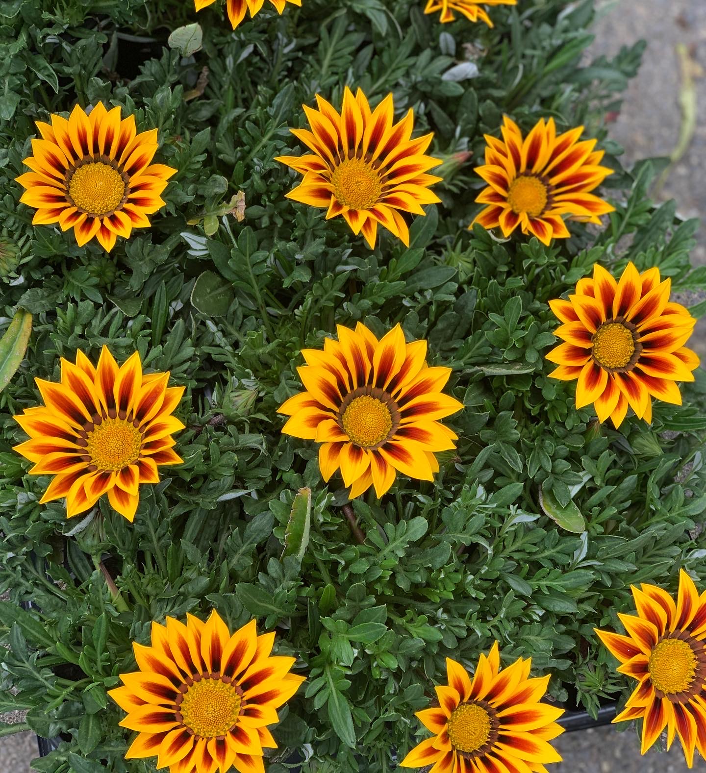 Gazania - Middaggoud - Image 6