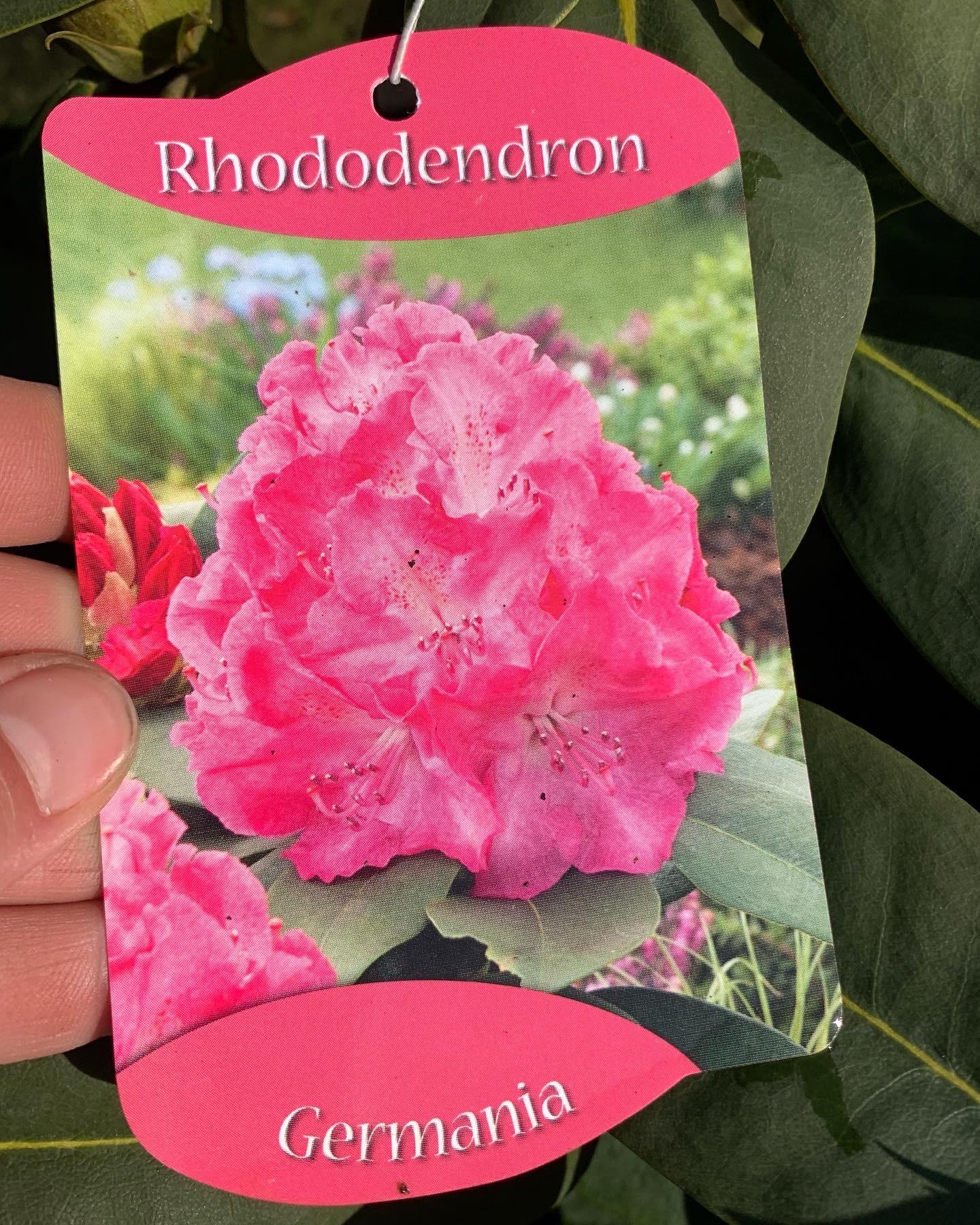 Rhododendron - Image 4