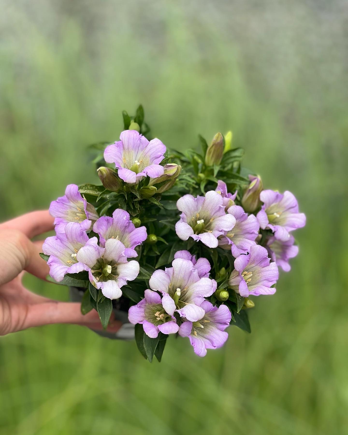 Gentiana - gentiaan - Image 2