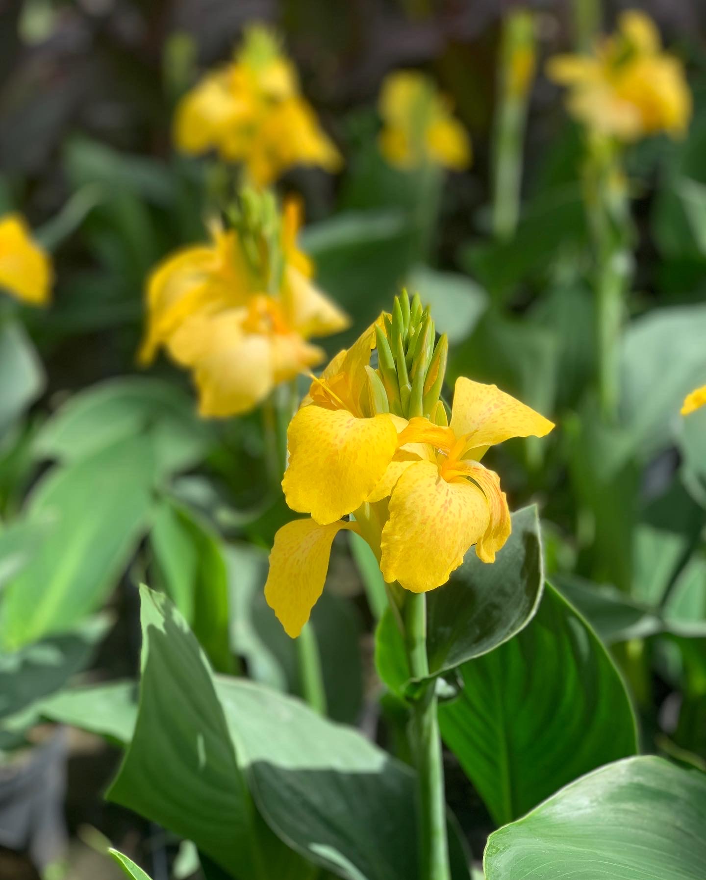 Canna - Cannova Serie - Image 3