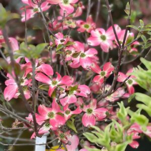 Cornus Florida Cherokee Chief op struik 80 cm
