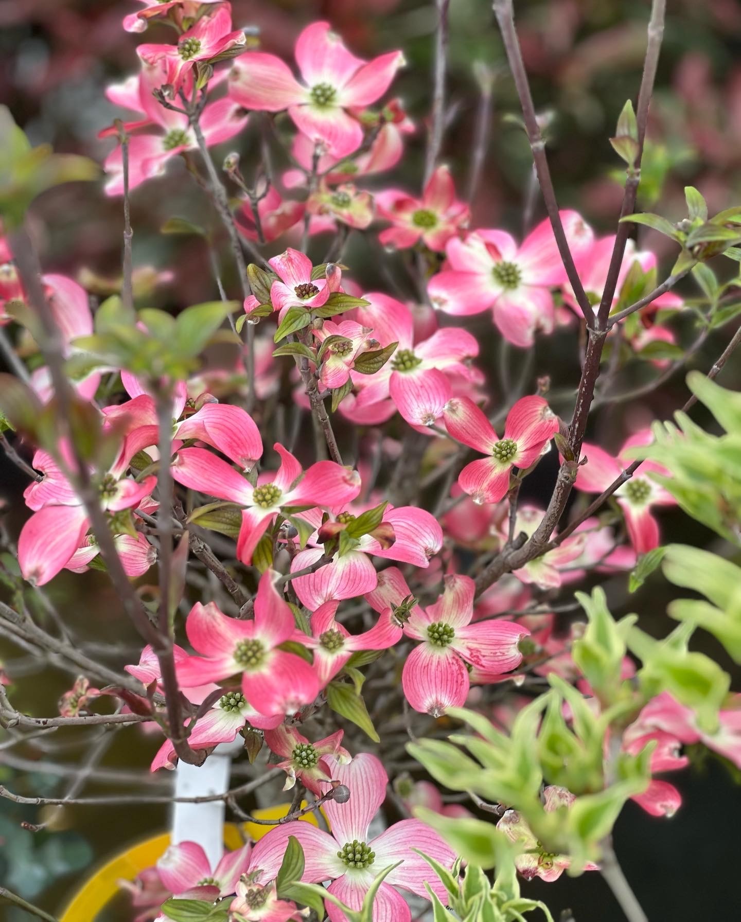 Cornus Florida Cherokee Chief op struik 80 cm