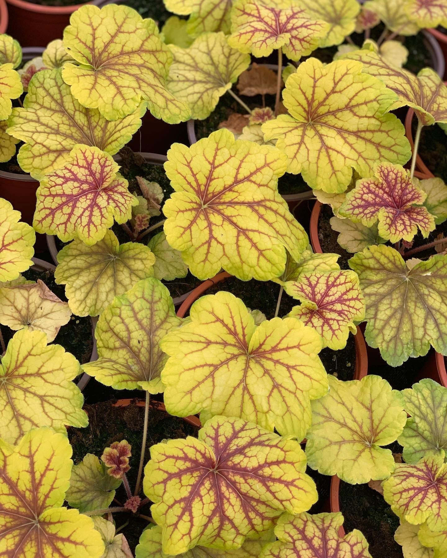 Heuchera - Purperklokje - Image 13
