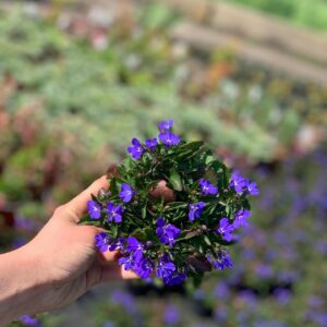 Lobelia hangplant