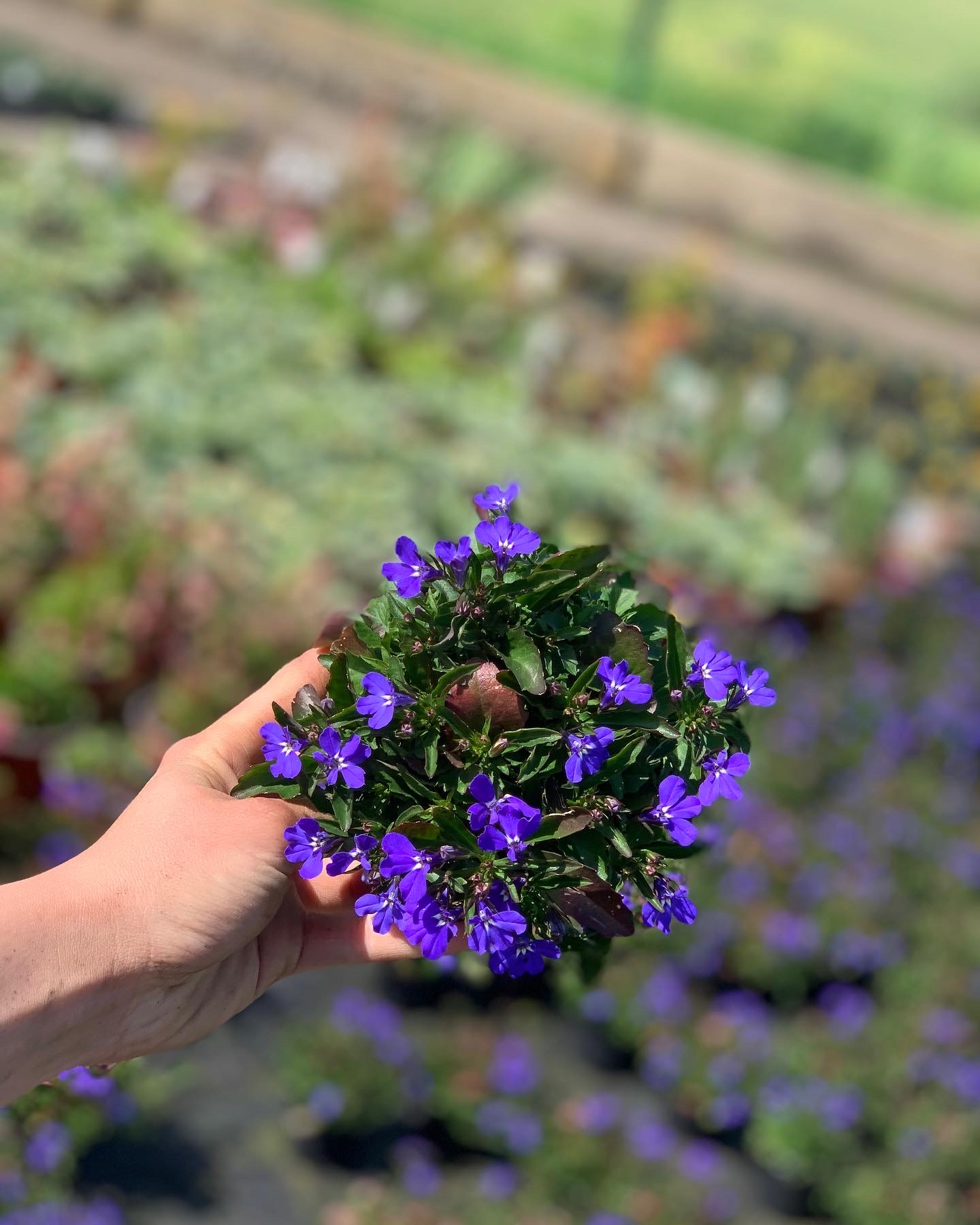 Lobelia hangplant