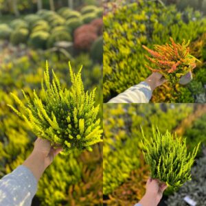 Calluna - Erika assortiment groen