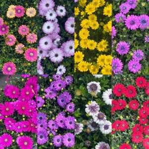 Spaanse Margriet - Osteospermum