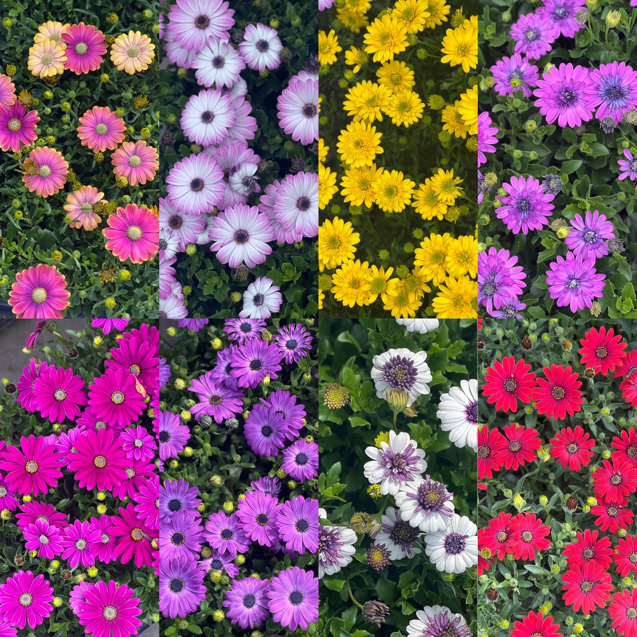 Spaanse Margriet - Osteospermum