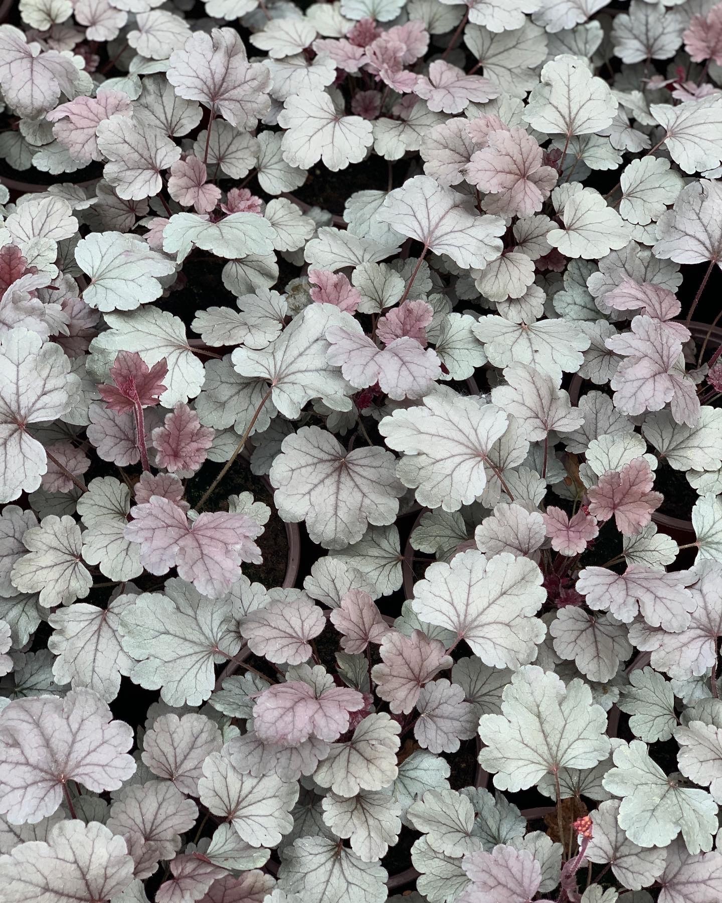 Heuchera - Purperklokje - Image 6