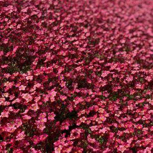 Saxifraga - Steenbreek