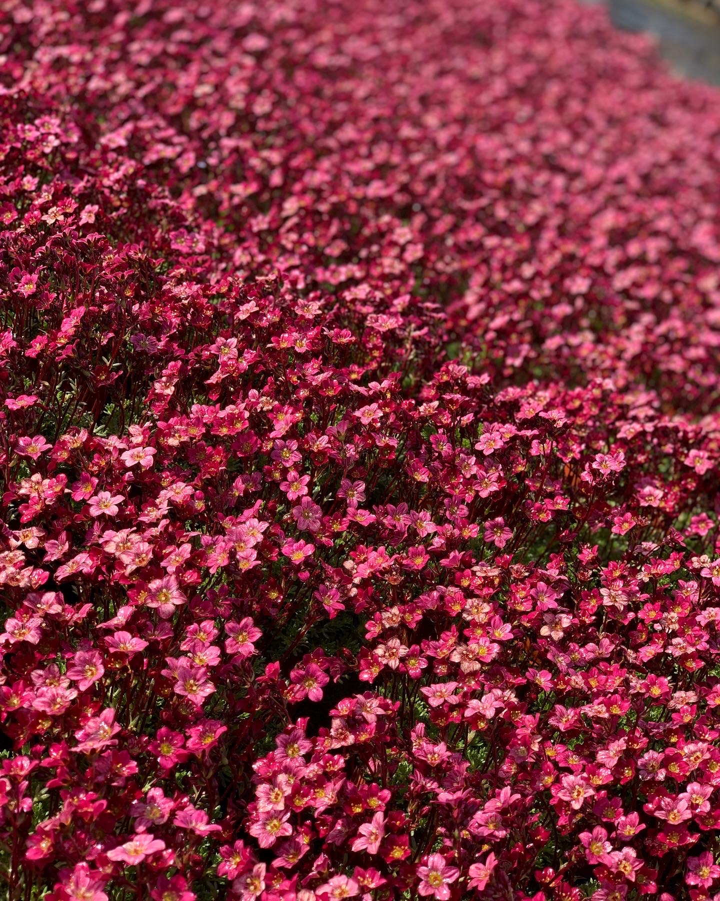 Saxifraga - Steenbreek