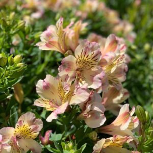 Alstroemeria - Incalelie