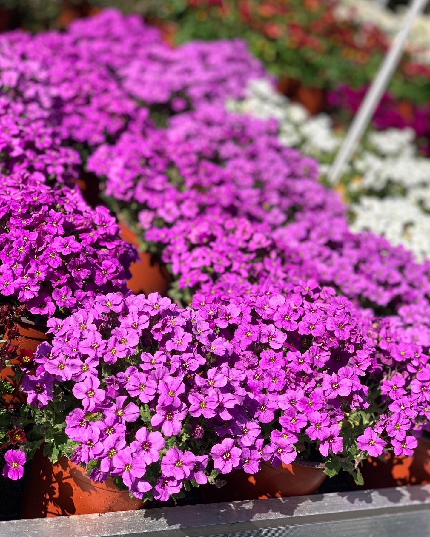 Aubretia - Blauwkussen - Image 3