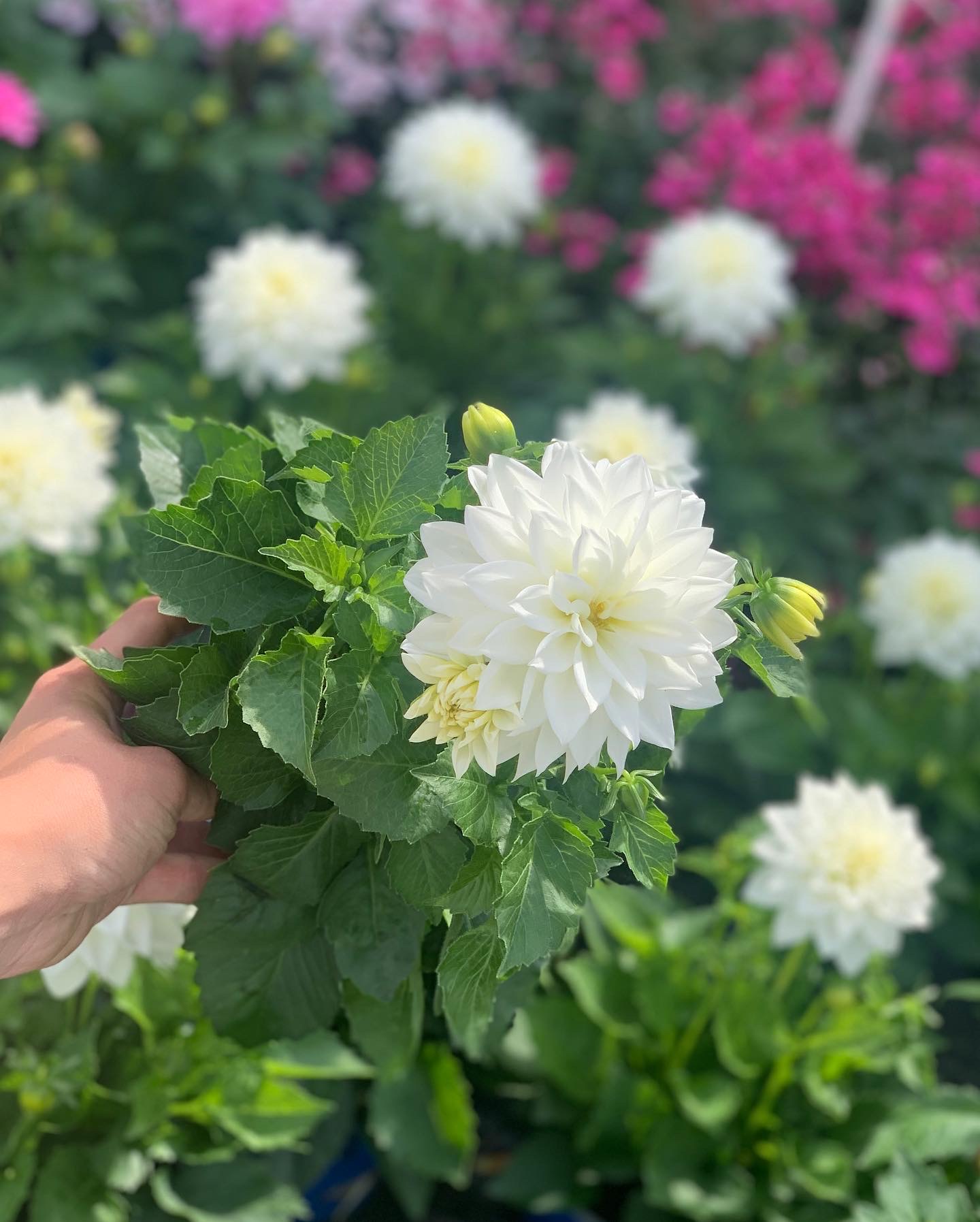 Dahlia pot 12 - Image 3