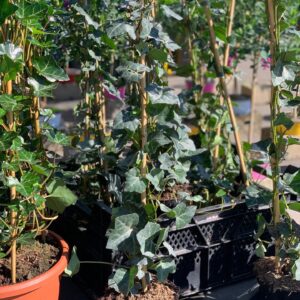 Klimop - Hedera Hibernica