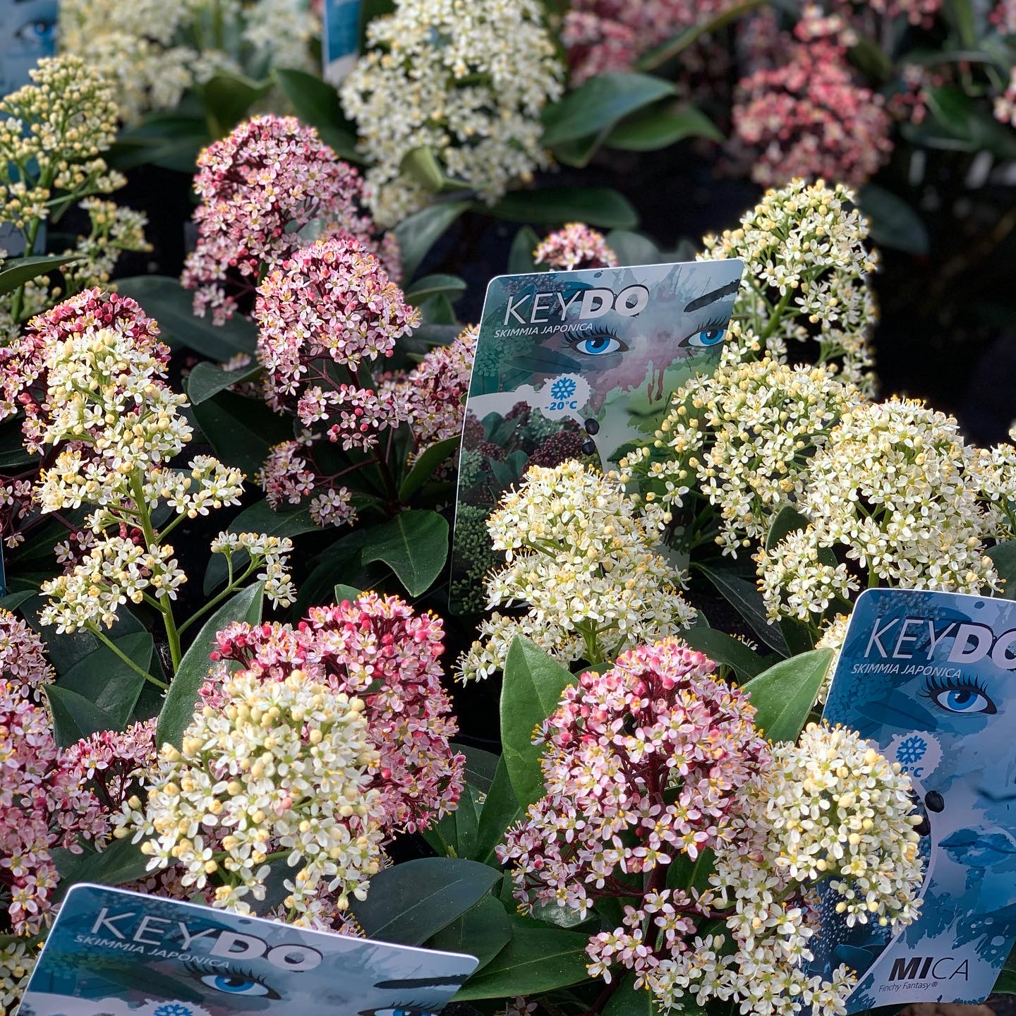 Skimmia japonica Duo - pot 11 - Image 3