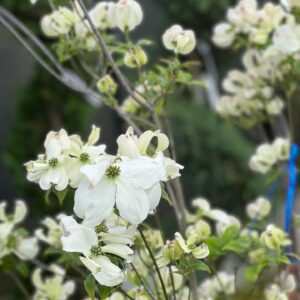 Cornus florida Cloud Nine op struik