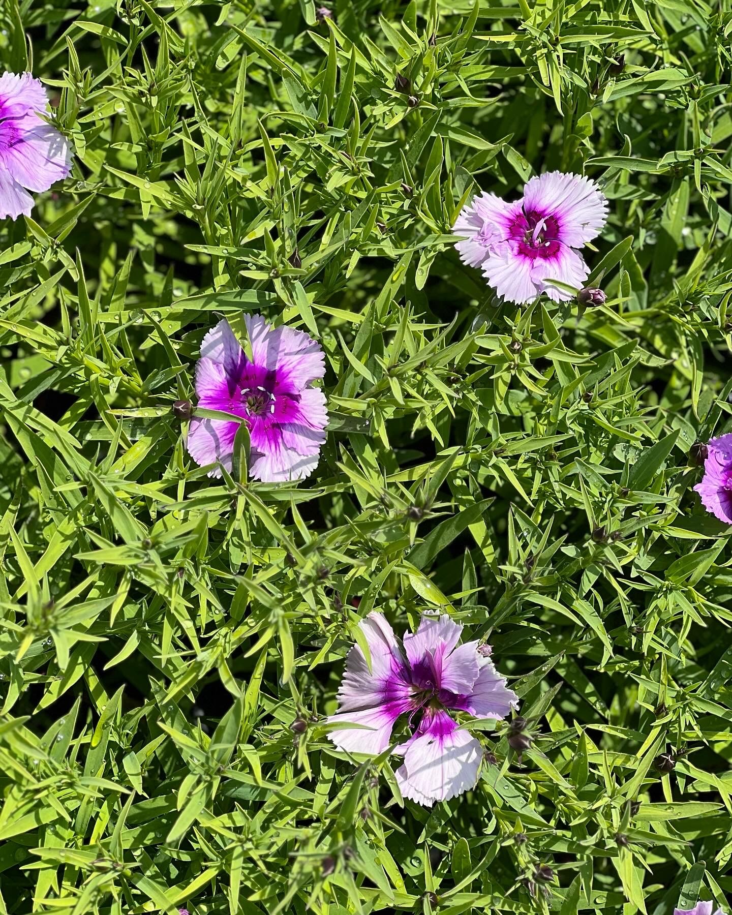 Dianthus Chinensis - Image 2