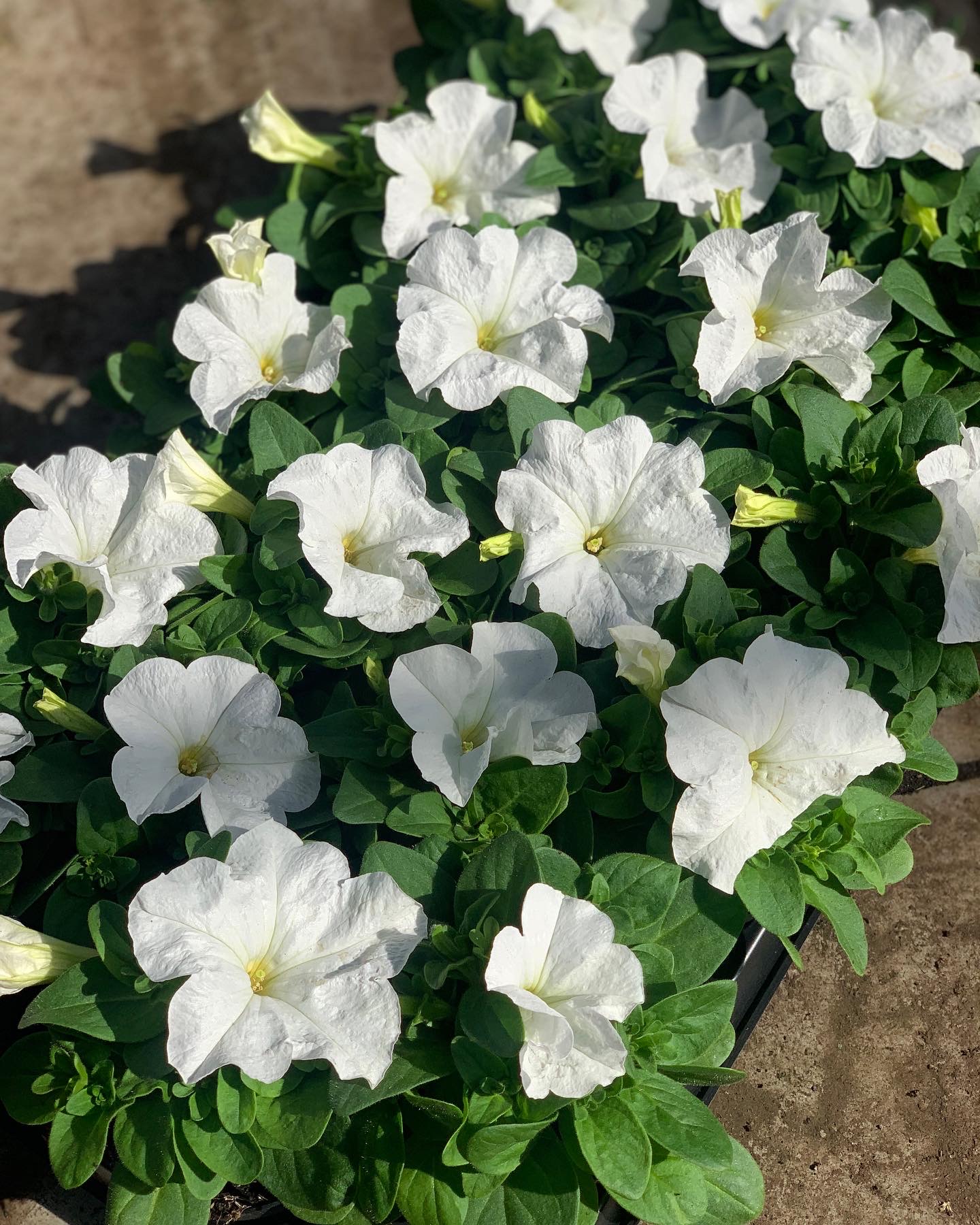 Petunia - Image 6