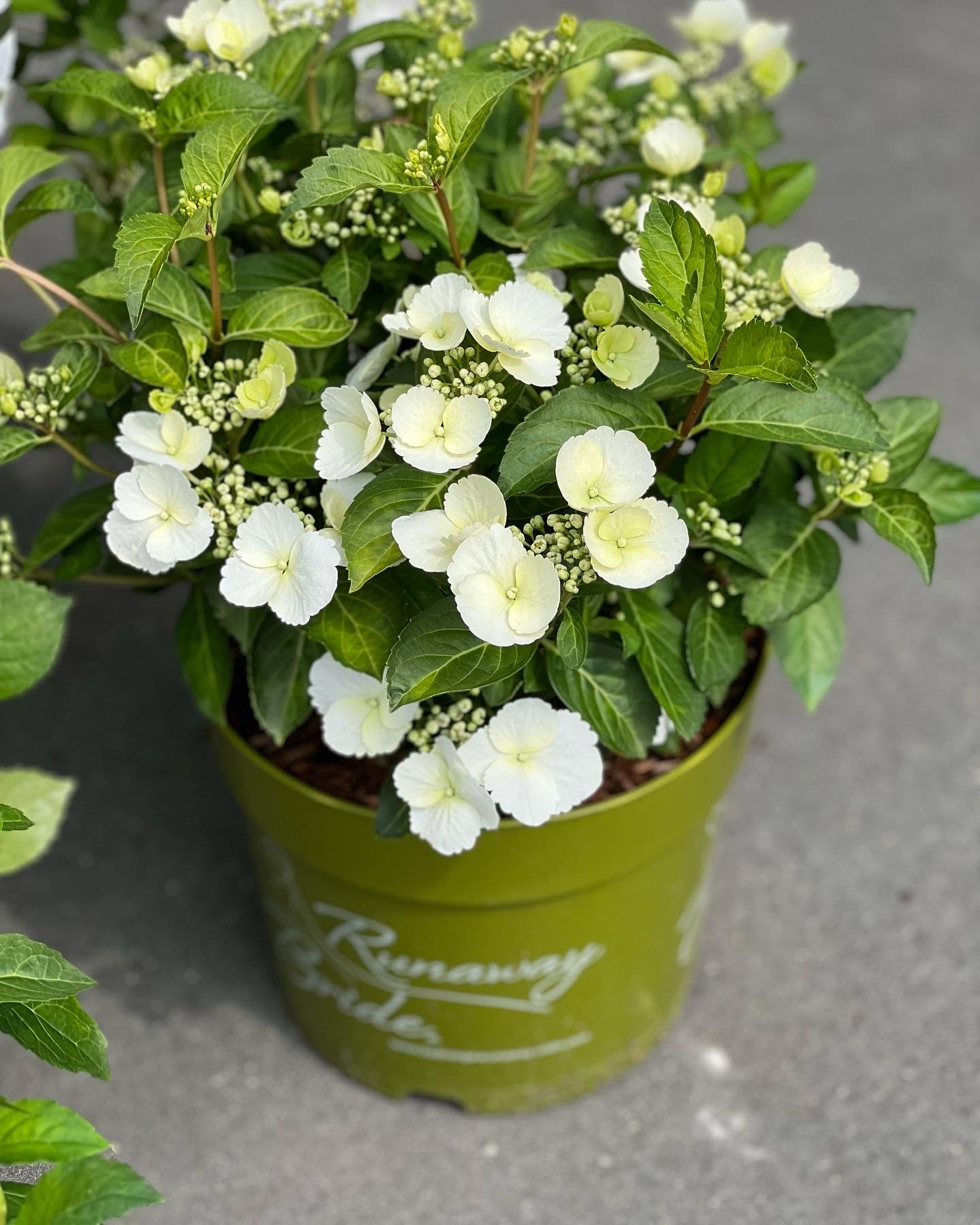 Hydrangea x Runaway Bride klein formaat - Image 2