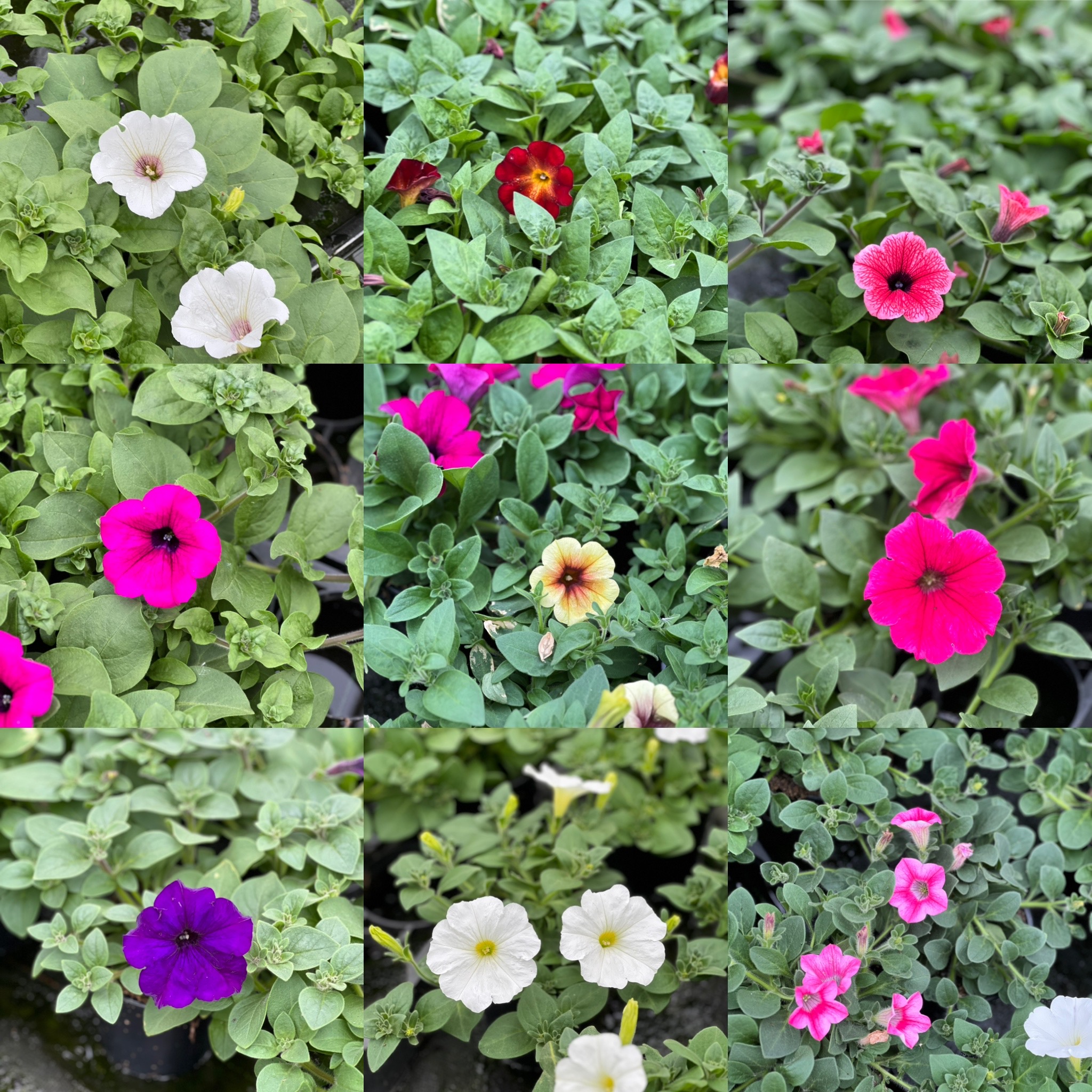 Surfinia - hang petunia - Image 5