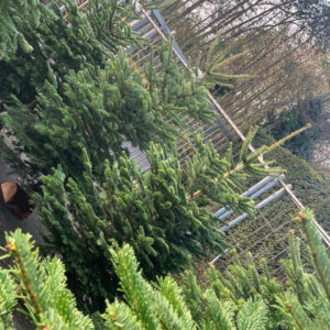 Kerstboom Nordmann Gekapt