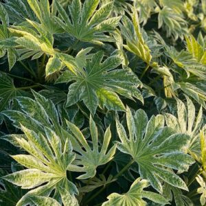 Fatsia Japonica Spiders Web - Japanse Vingerplant