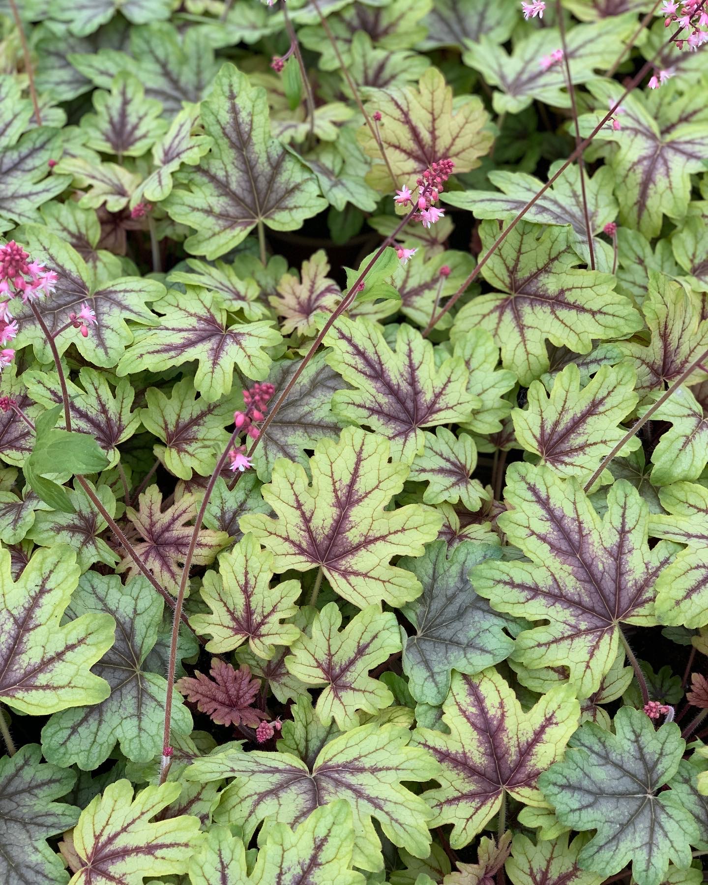 Heuchera - Purperklokje - Image 12