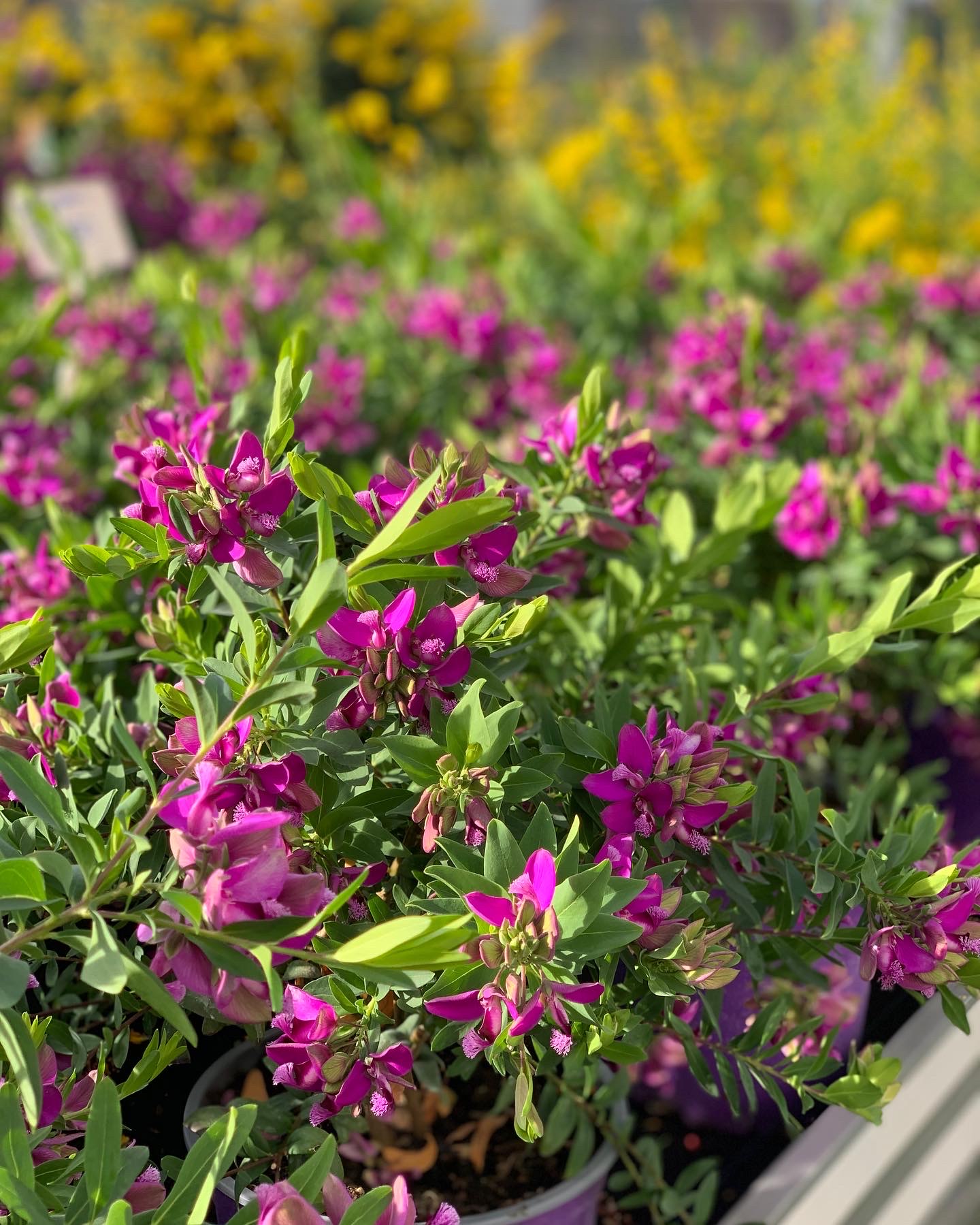 Polygala Myrtifolia - Image 3
