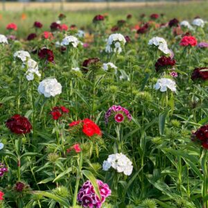 Dianthus Barbatus Groot
