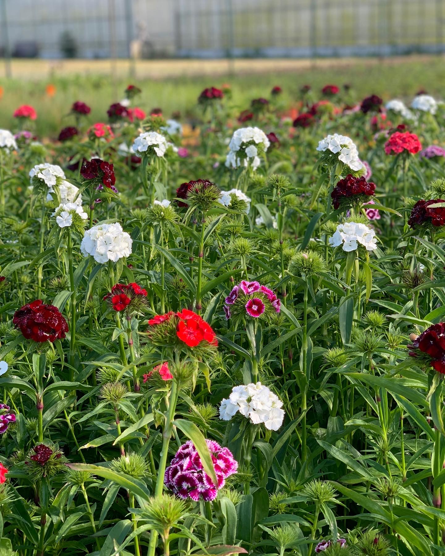 Dianthus Barbatus Groot