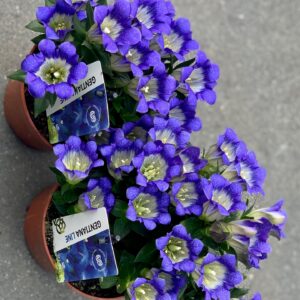 Gentiana - gentiaan