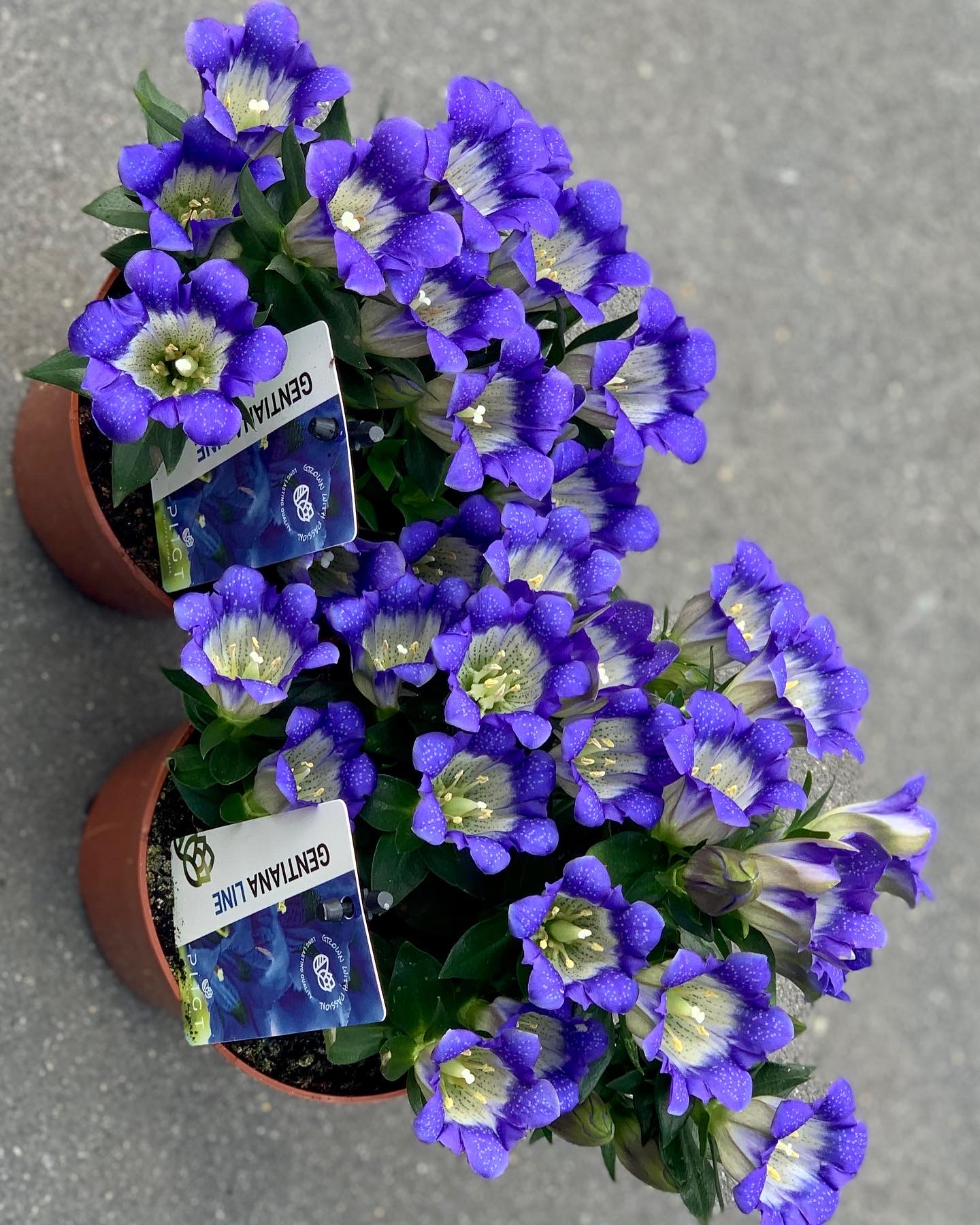 Gentiana - gentiaan