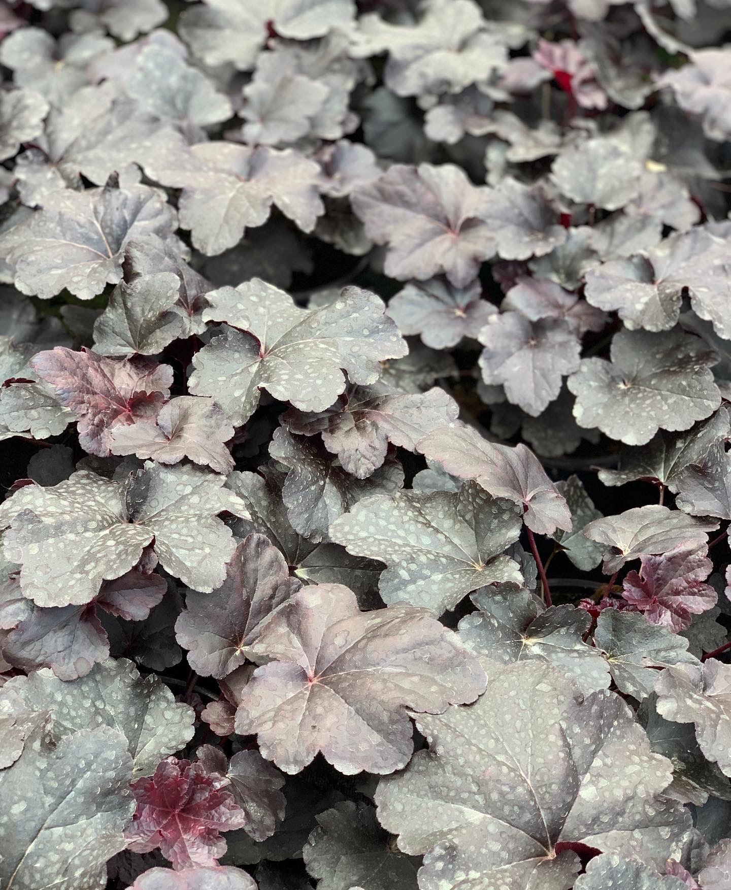 Heuchera - Purperklokje - Image 8