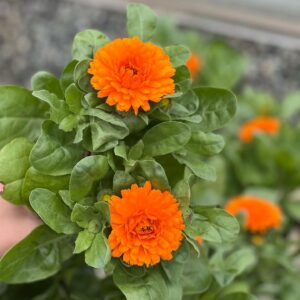 Calendula Officinalis - Goudsbloem