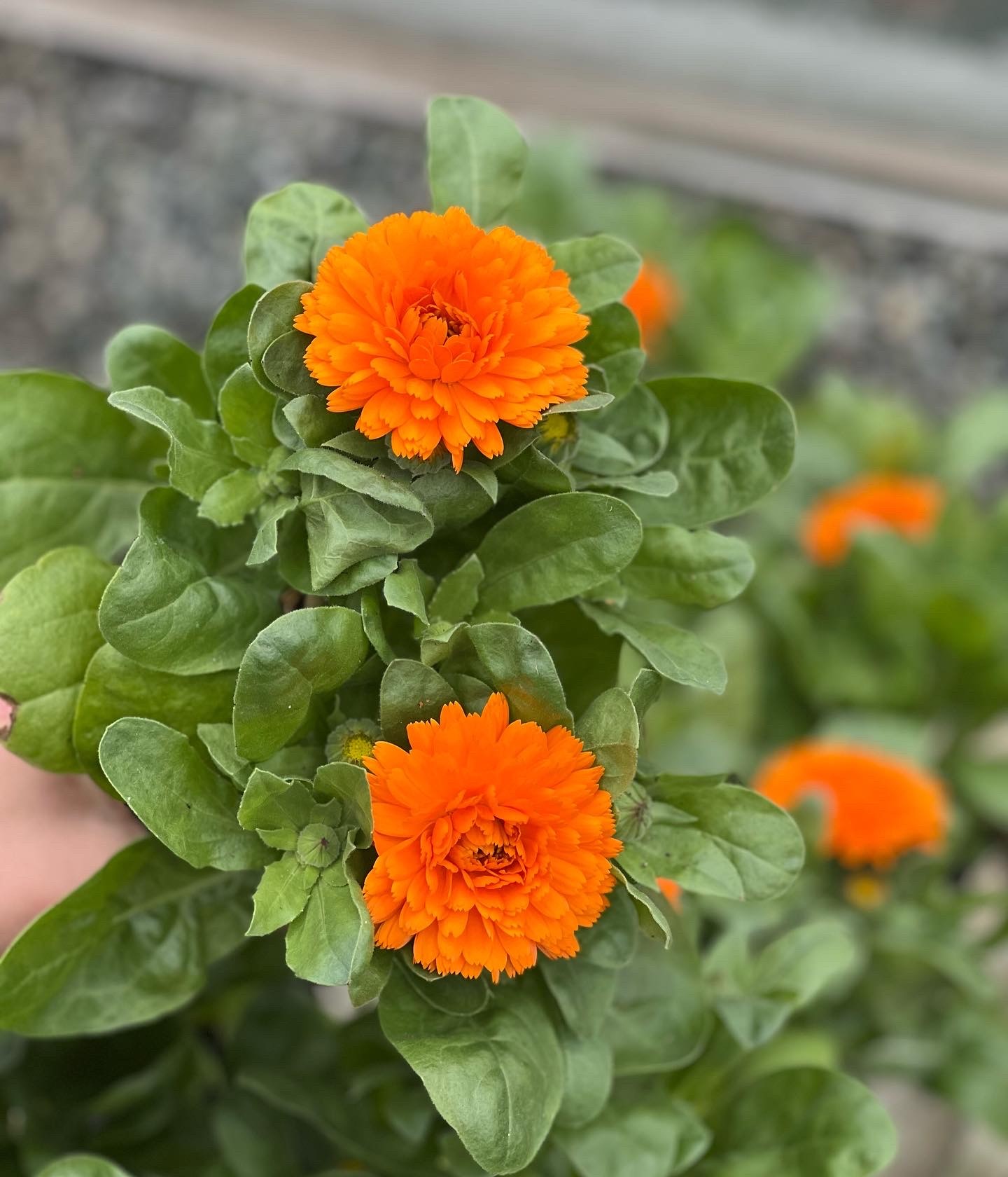 Calendula Officinalis - Goudsbloem
