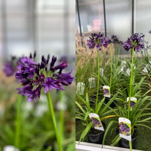 Agapanthus Black Jack - Afrikaanse/Kaapse Lelie