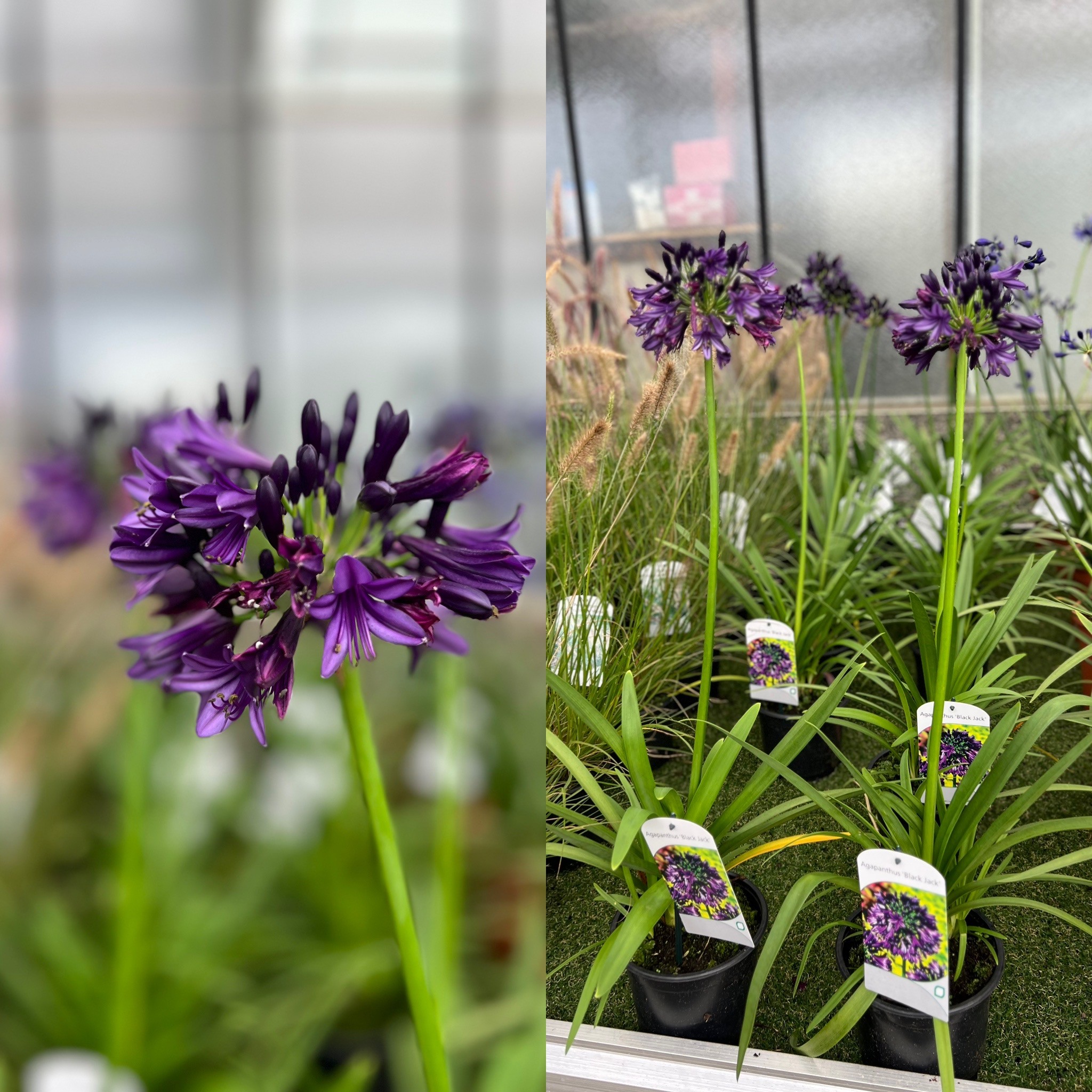 Agapanthus Black Jack - Afrikaanse/Kaapse Lelie
