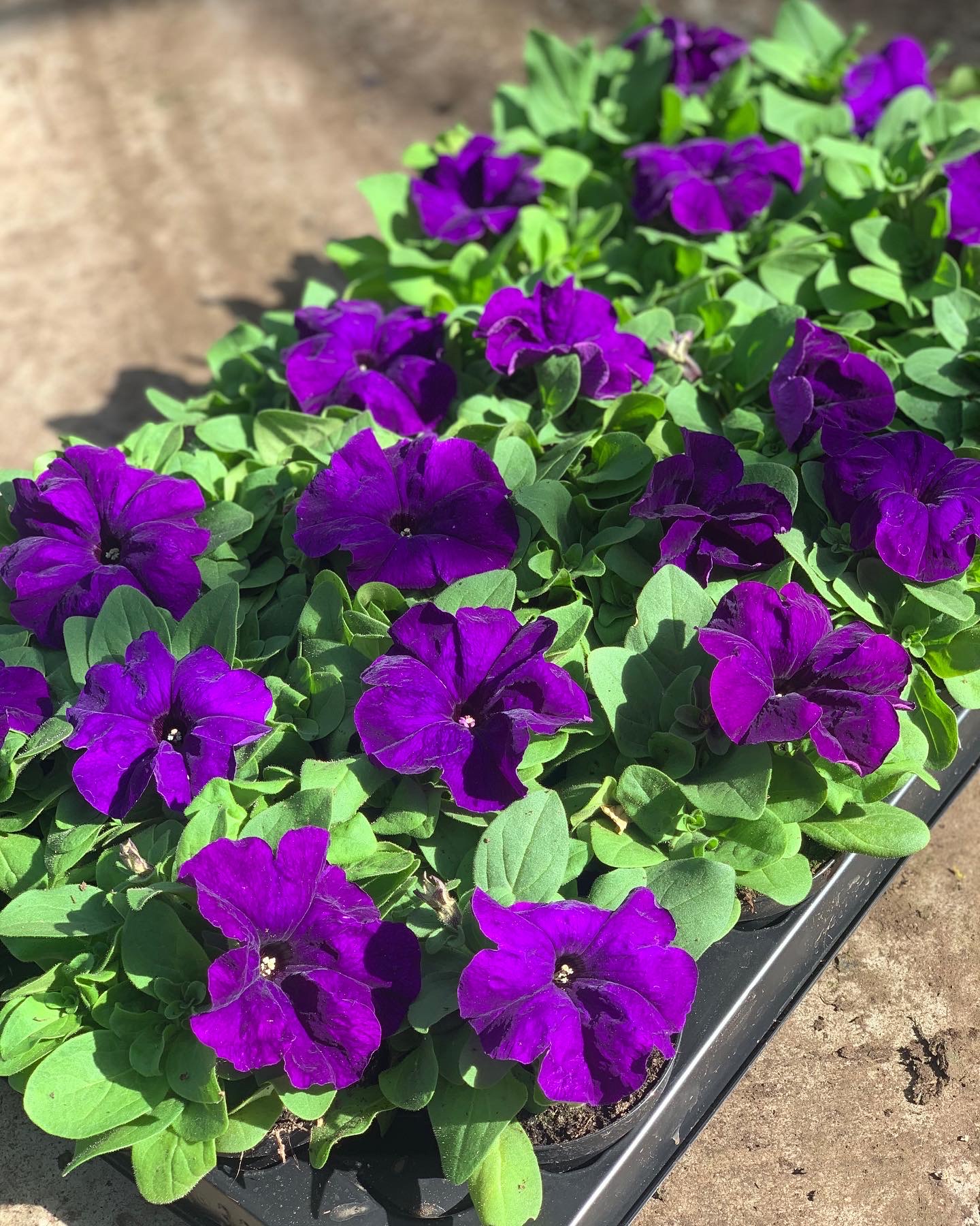Petunia - Image 2