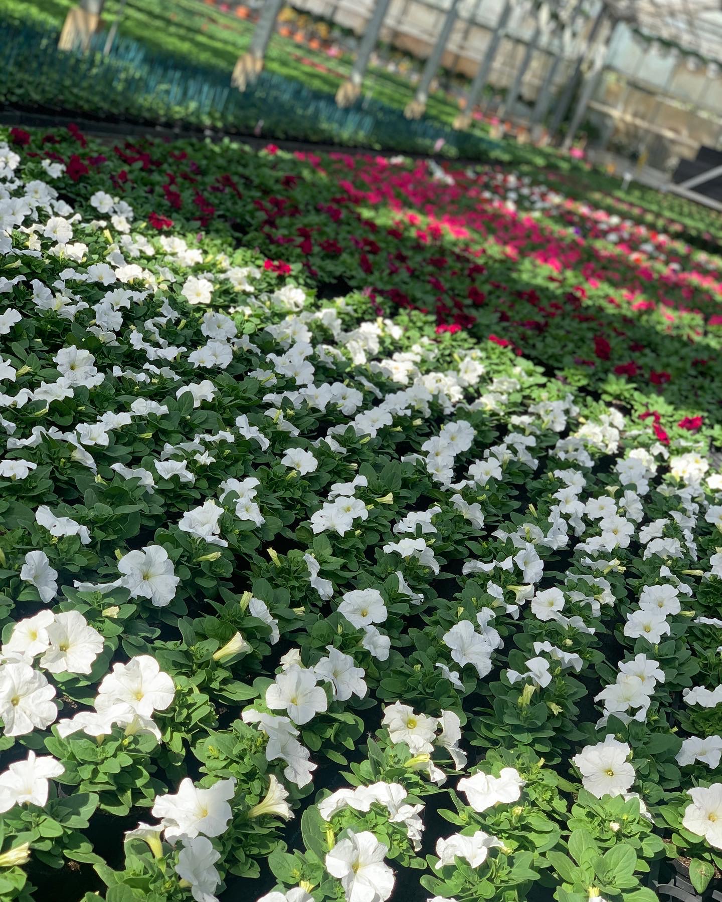 Petunia