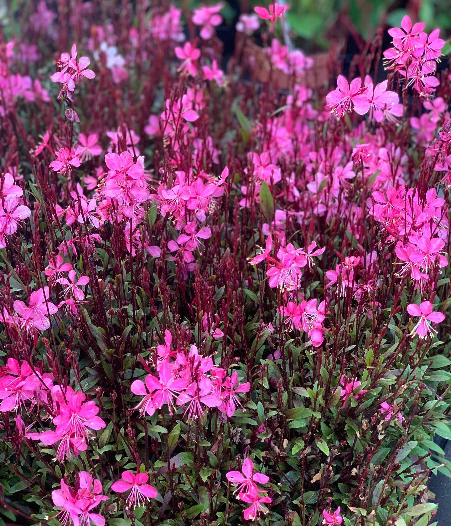 Gaura Roze - Crimson Butterflies
