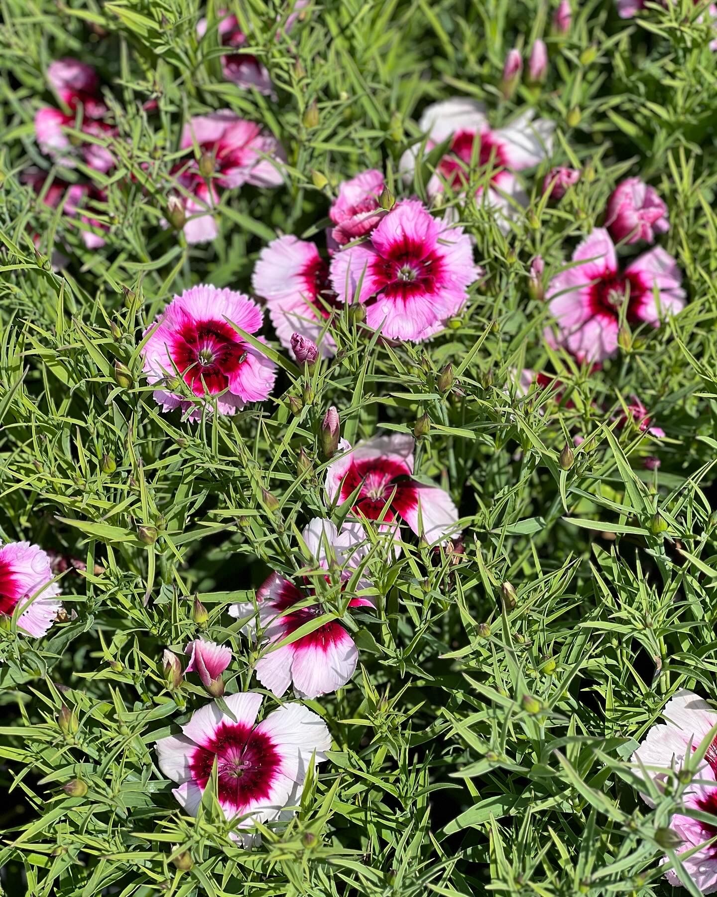 Dianthus Chinensis - Image 3