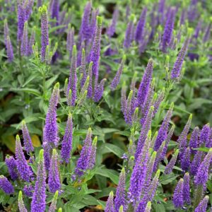 Veronica Spicata - Aarereprijs