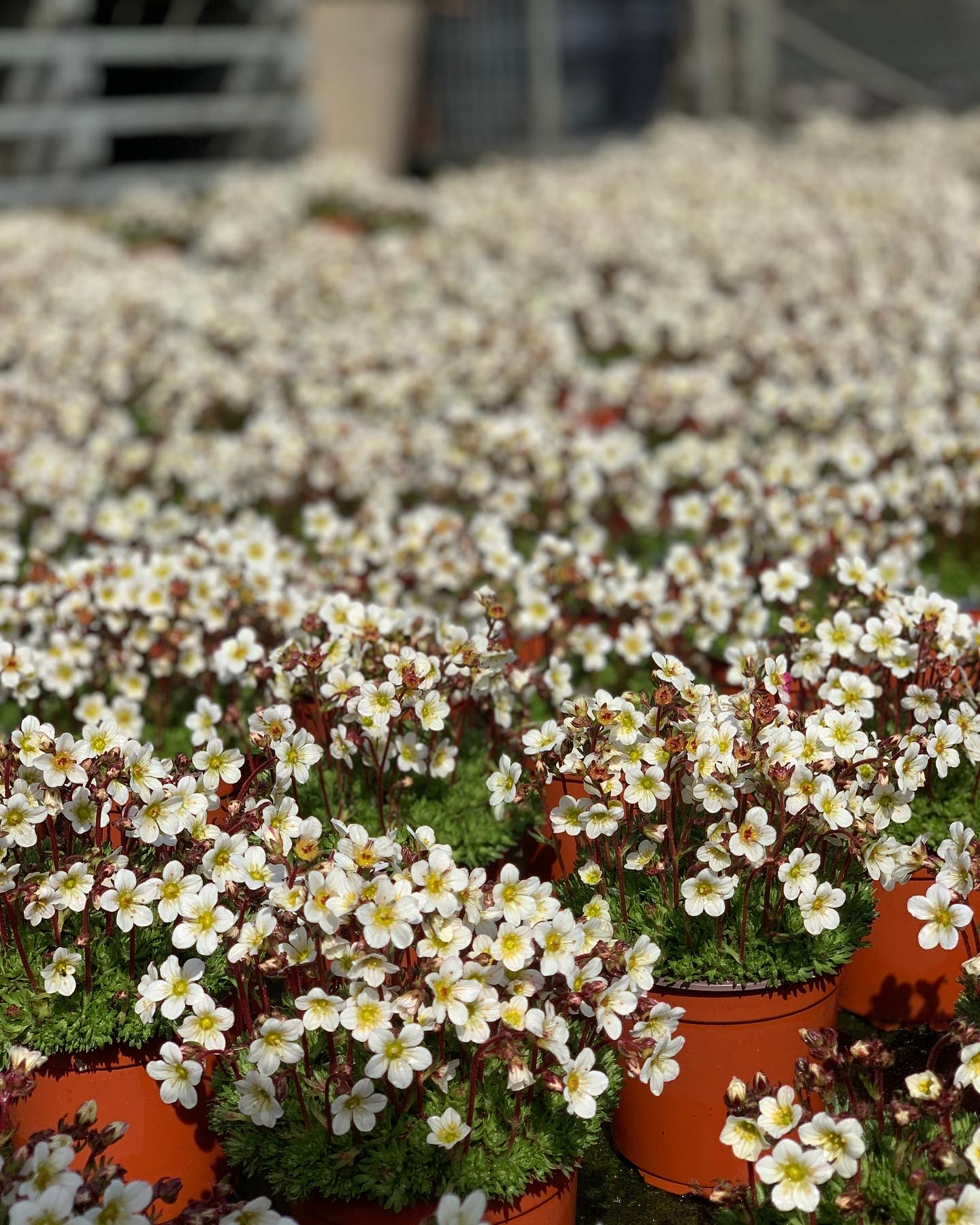 Saxifraga - Steenbreek - Image 2